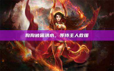 狗狗被困洪水,等待主人救援